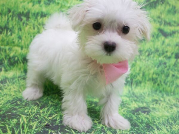 Maltese DOG Female White 12652 Petland Wichita, Kansas