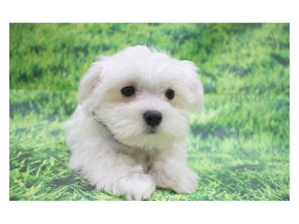 Maltese-DOG-Female-White-12651-Petland Wichita, Kansas