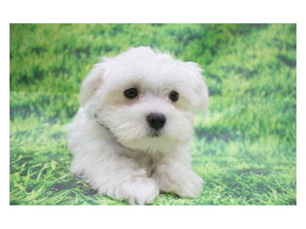 Maltese DOG Female White 12651 Petland Wichita, Kansas