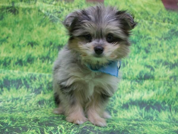 Toy Maltipom-DOG-Male-Blue Merle-12653-Petland Wichita, Kansas