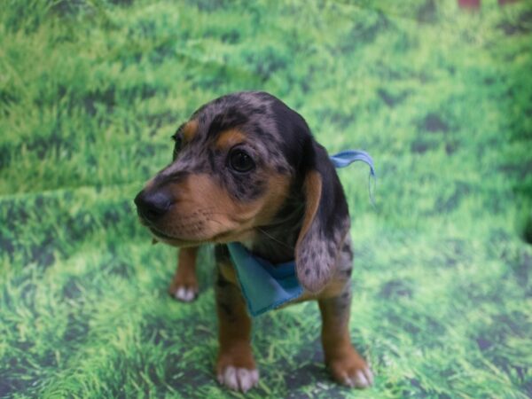 Miniature Dachshund-DOG-Male-Silver Dapple-12644-Petland Wichita, Kansas