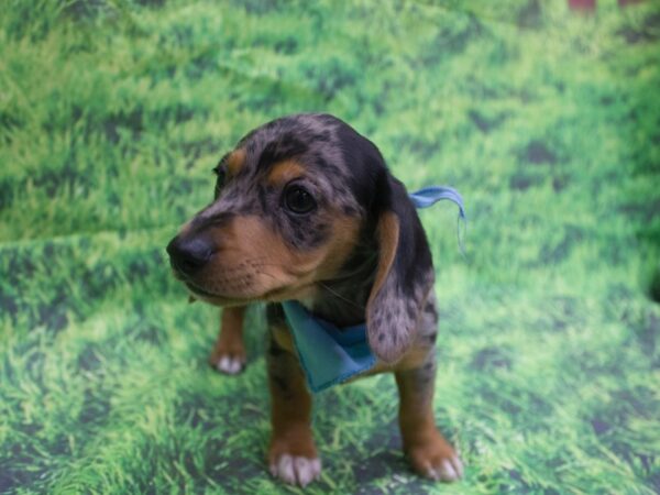 Miniature Dachshund DOG Male Silver Dapple 12644 Petland Wichita, Kansas