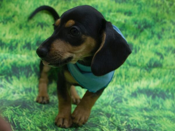 Miniature Dachshund-DOG-Male-Black and Tan-12645-Petland Wichita, Kansas