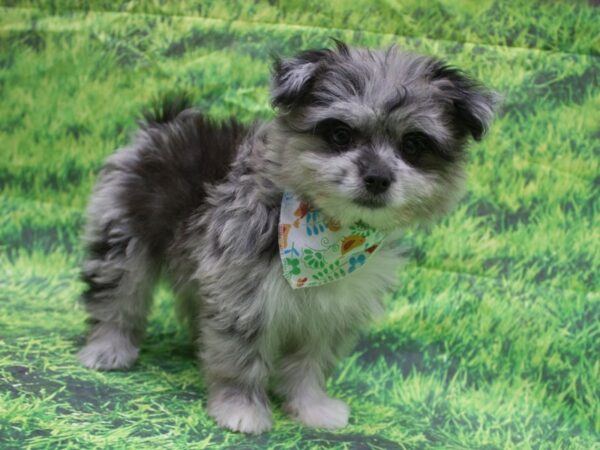 Toy Maltipom DOG Female Blue Merle 12656 Petland Wichita, Kansas