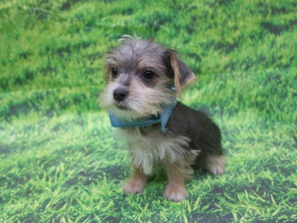 Morkie DOG Male Blue and Tan 12658 Petland Wichita, Kansas