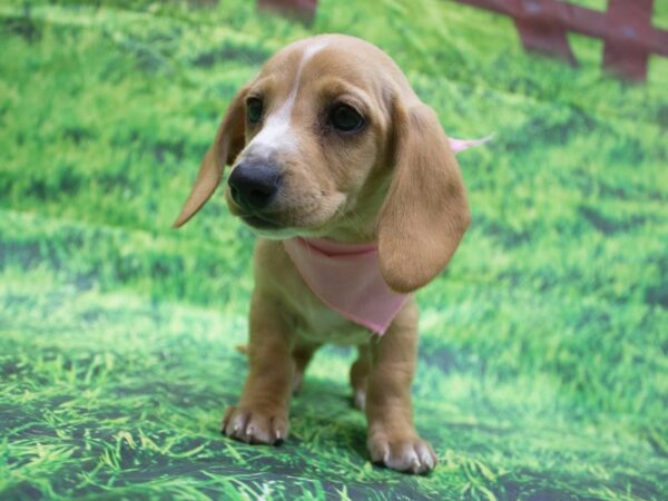 Miniature Dachshund-DOG-Female-Cream with White-12647-Petland Wichita, Kansas