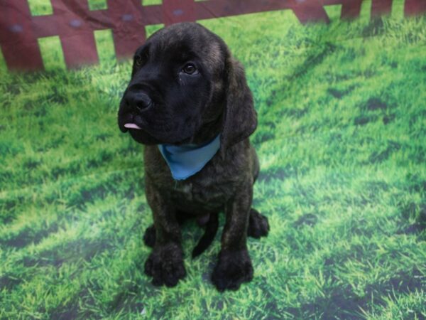 English Mastiff-DOG-Male-Brindle-12643-Petland Wichita, Kansas