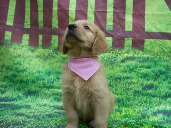 Golden Retriever-DOG-Female-Golden-12641-Petland Wichita, Kansas