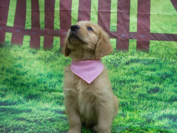 Golden Retriever DOG Female Golden 12641 Petland Wichita, Kansas