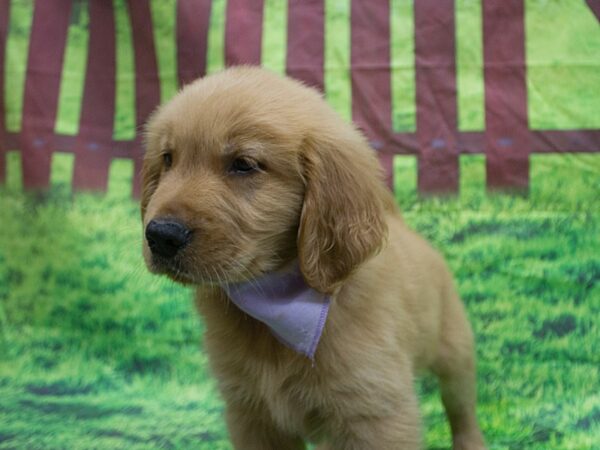 Golden Retriever DOG Female Golden 12642 Petland Wichita, Kansas