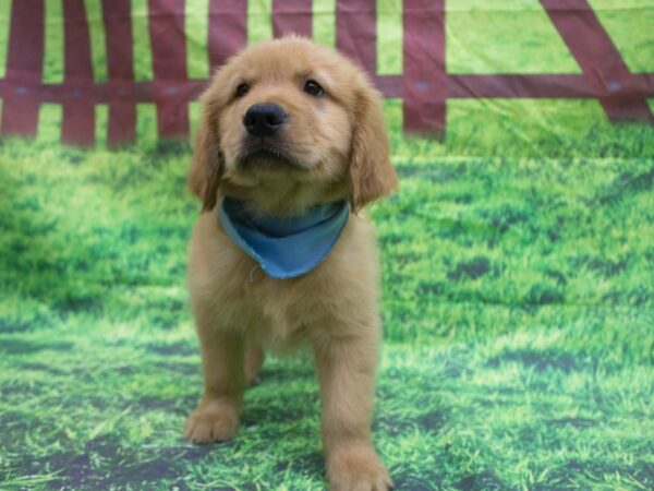 Golden Retriever DOG Male Golden 12640 Petland Wichita, Kansas