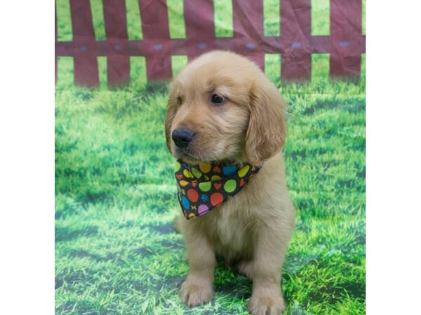 Golden Retriever DOG Male Golden 12639 Petland Wichita, Kansas