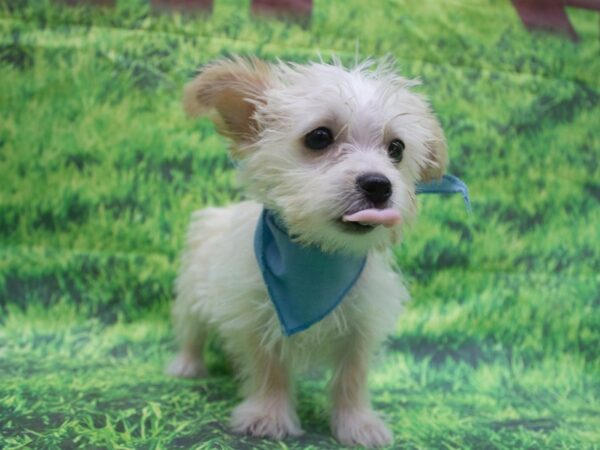 Morkie DOG Male Cream 12657 Petland Wichita, Kansas