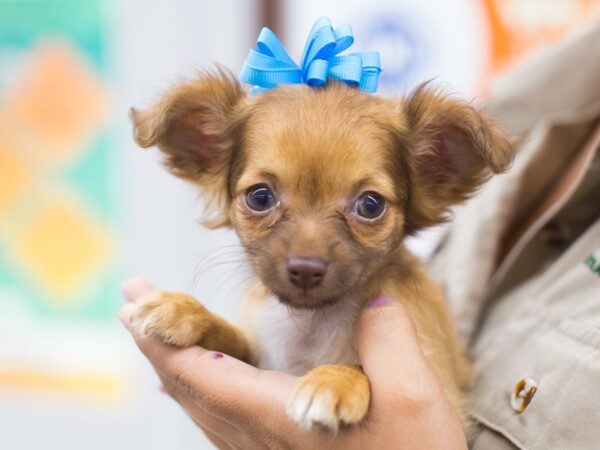 Chihuahua DOG Female Brown 12685 Petland Wichita, Kansas