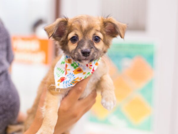 Chihuahua DOG Female Brown 12684 Petland Wichita, Kansas