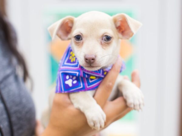 Chihuahua-DOG-Female-isabella cream-12683-Petland Wichita, Kansas