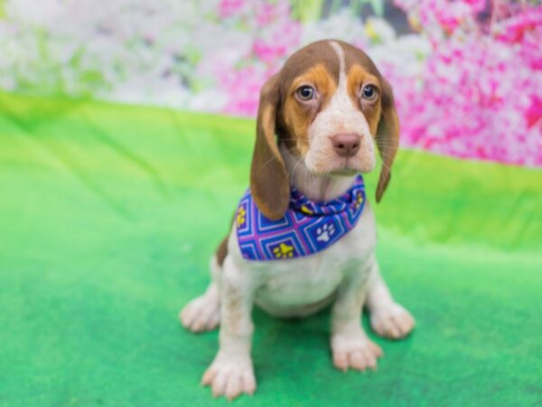 Beagle DOG Female Chocolate and White 12680 Petland Wichita, Kansas