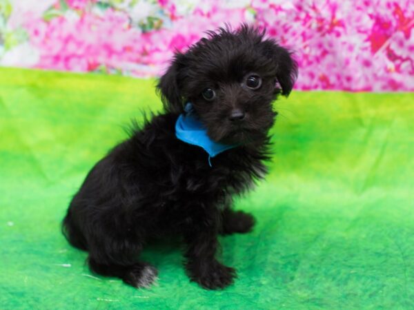 Yorkiepoo DOG Male Black 12687 Petland Wichita, Kansas