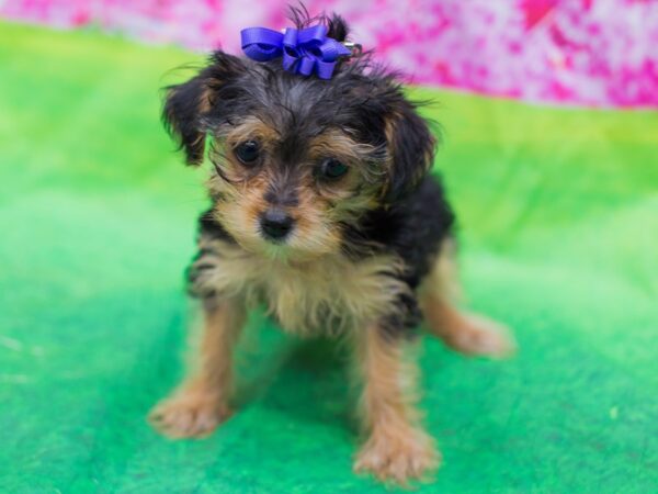 Yorkiepoo DOG Female Black and Tan 12686 Petland Wichita, Kansas