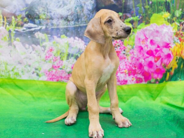 Great Dane DOG Female Fawn with Merle markings 12682 Petland Wichita, Kansas