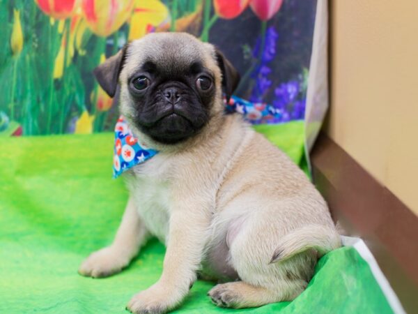 Pug DOG Male Fawn 12676 Petland Wichita, Kansas