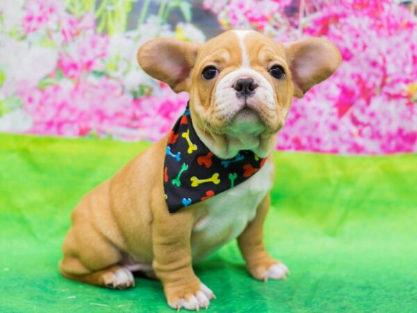 French Bulldog-DOG-Male-red fawn and White (very rare)-12675-Petland Wichita, Kansas