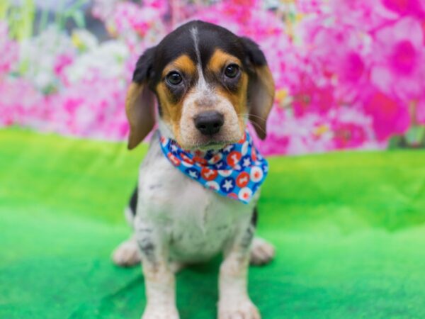 Beagle-DOG-Female-Tri Color-12679-Petland Wichita, Kansas