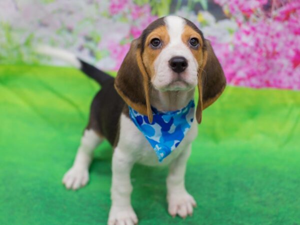 Beagle DOG Male Tri Color 12678 Petland Wichita, Kansas