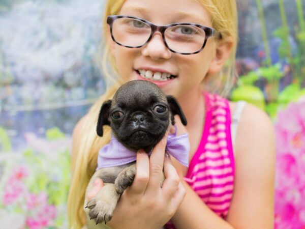 Pug DOG Female Fawn 12677 Petland Wichita, Kansas