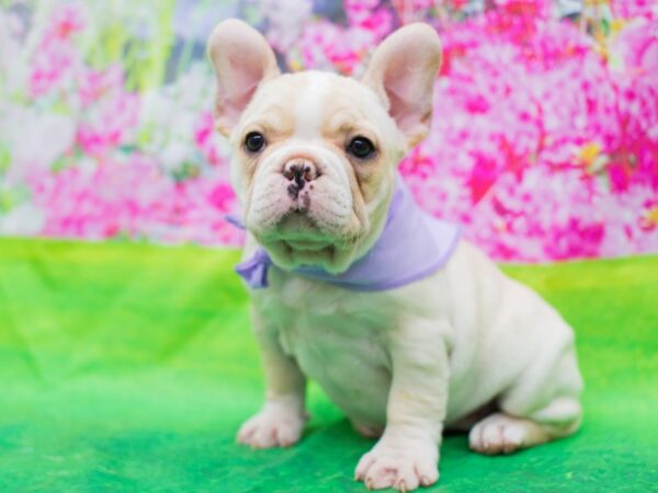 French Bulldog-DOG-Female-Cream and White-12674-Petland Wichita, Kansas