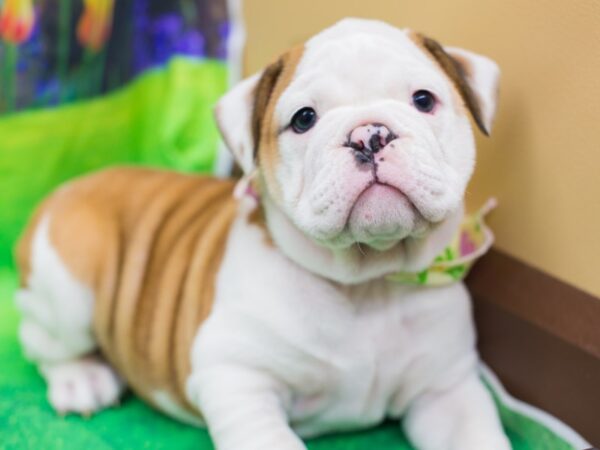 English Bulldog DOG Male Red and White 12673 Petland Wichita, Kansas