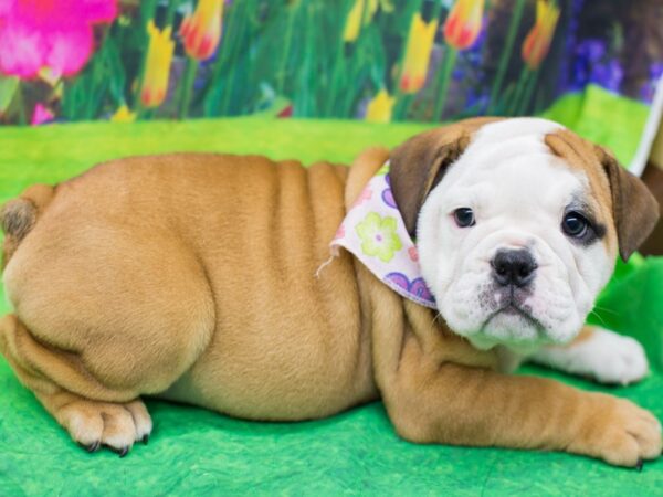 English Bulldog DOG Female Red and White 12672 Petland Wichita, Kansas