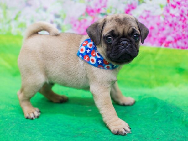 Pug DOG Male Fawn 12671 Petland Wichita, Kansas