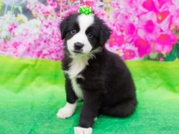Miniature Australian Shepherd-DOG-Female-Black and White-12670-Petland Wichita, Kansas