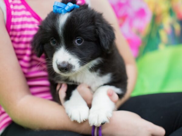 Miniature Australian Shepherd DOG Female Black and White 12669 Petland Wichita, Kansas