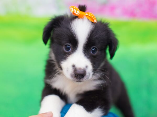 Miniature Australian Shepherd-DOG-Female-Black and White-12668-Petland Wichita, Kansas
