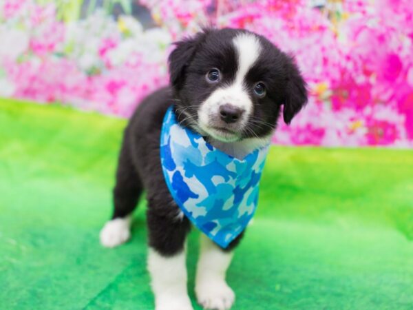 Miniature Australian Shepherd-DOG-Male-Black and White-12667-Petland Wichita, Kansas