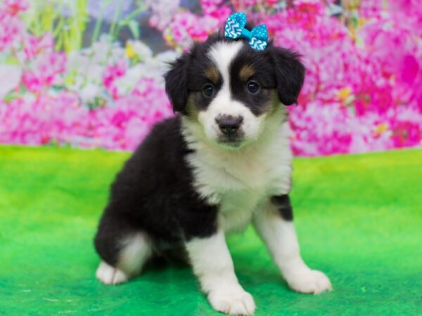 Miniature Australian Shepherd-DOG-Female-Tri Color-12666-Petland Wichita, Kansas