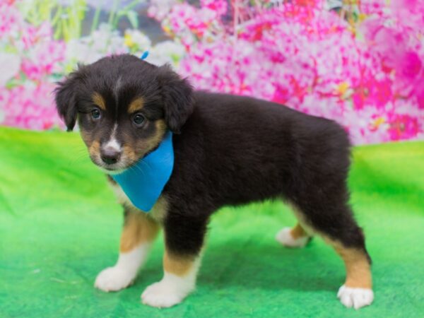 Miniature Australian Shepherd DOG Male Tri Color 12665 Petland Wichita, Kansas