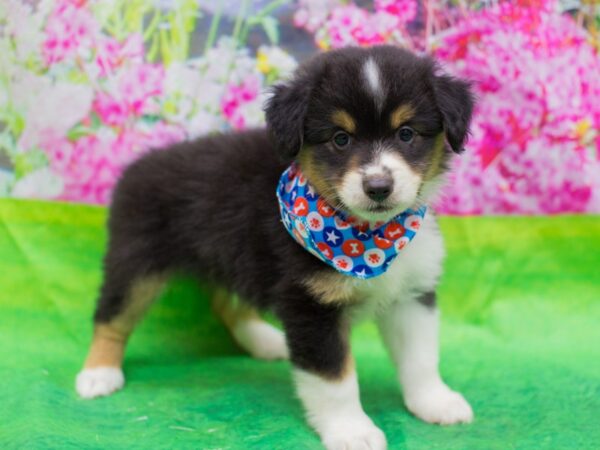 Miniature Australian Shepherd DOG Male Tri Color 12664 Petland Wichita, Kansas