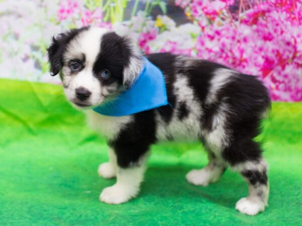 Miniature Australian Shepherd DOG Male Blue Merle with Black and White 12663 Petland Wichita, Kansas