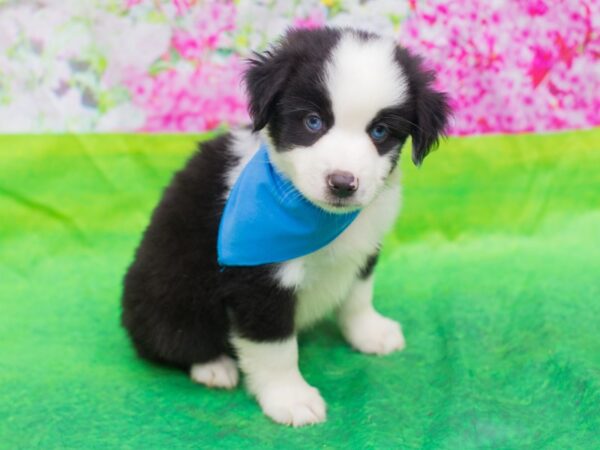 Miniature Australian Shepherd-DOG-Male-Blue Merle with White-12662-Petland Wichita, Kansas