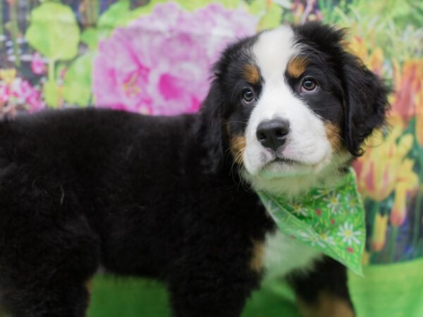 Bernese Mountain Dog DOG Male Black Rust and White 12661 Petland Wichita, Kansas