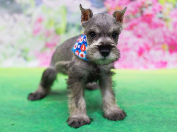 Miniature Schnauzer-DOG-Male-Salt and Pepper-12688-Petland Wichita, Kansas