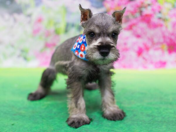 Miniature Schnauzer DOG Male Salt and Pepper 12688 Petland Wichita, Kansas