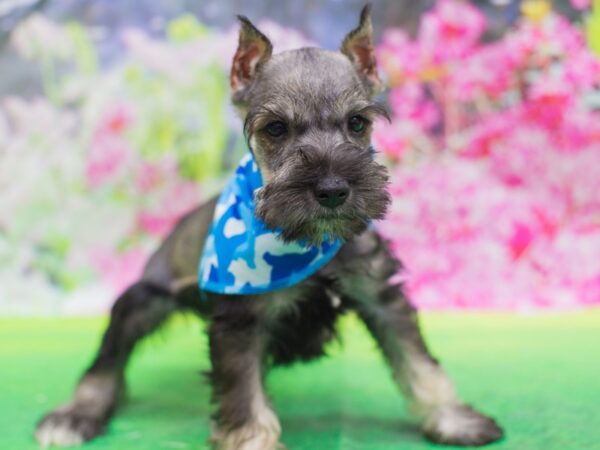 Miniature Schnauzer-DOG-Male-Salt and Pepper-12689-Petland Wichita, Kansas