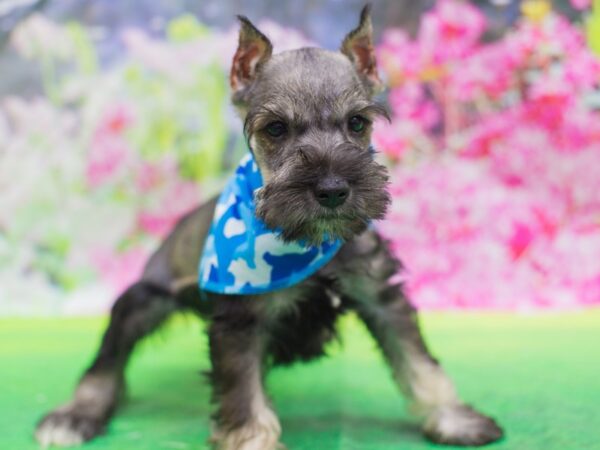 Miniature Schnauzer DOG Male Salt and Pepper 12689 Petland Wichita, Kansas