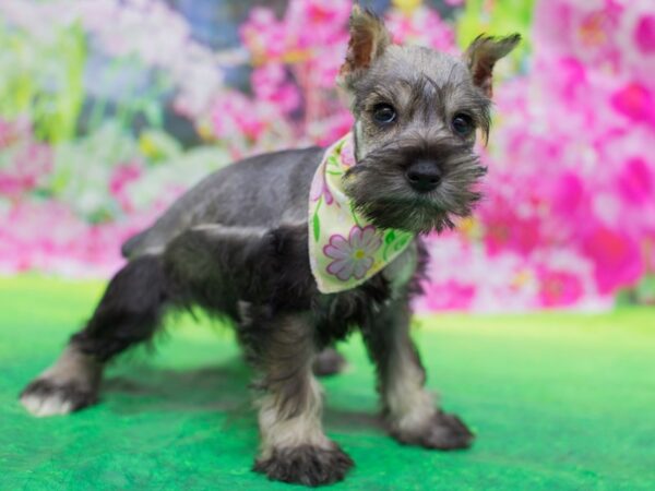 Miniature Schnauzer DOG Female Salt and Pepper 12690 Petland Wichita, Kansas