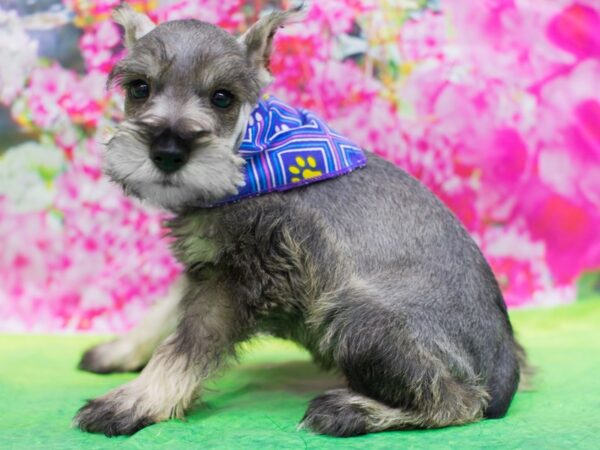Miniature Schnauzer-DOG-Female-Salt and Pepper-12691-Petland Wichita, Kansas