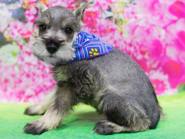 Miniature Schnauzer DOG Female Salt and Pepper 12691 Petland Wichita, Kansas